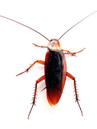 cockroach parallax